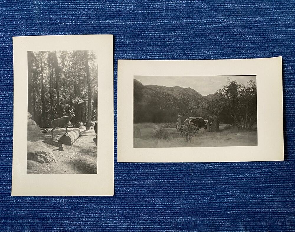 VTG Unposted DOPS Pair RPPC Real Photo Postcard Deer Ford Coupe Car Parking Lot